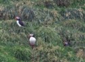 Puffins on the hillside
